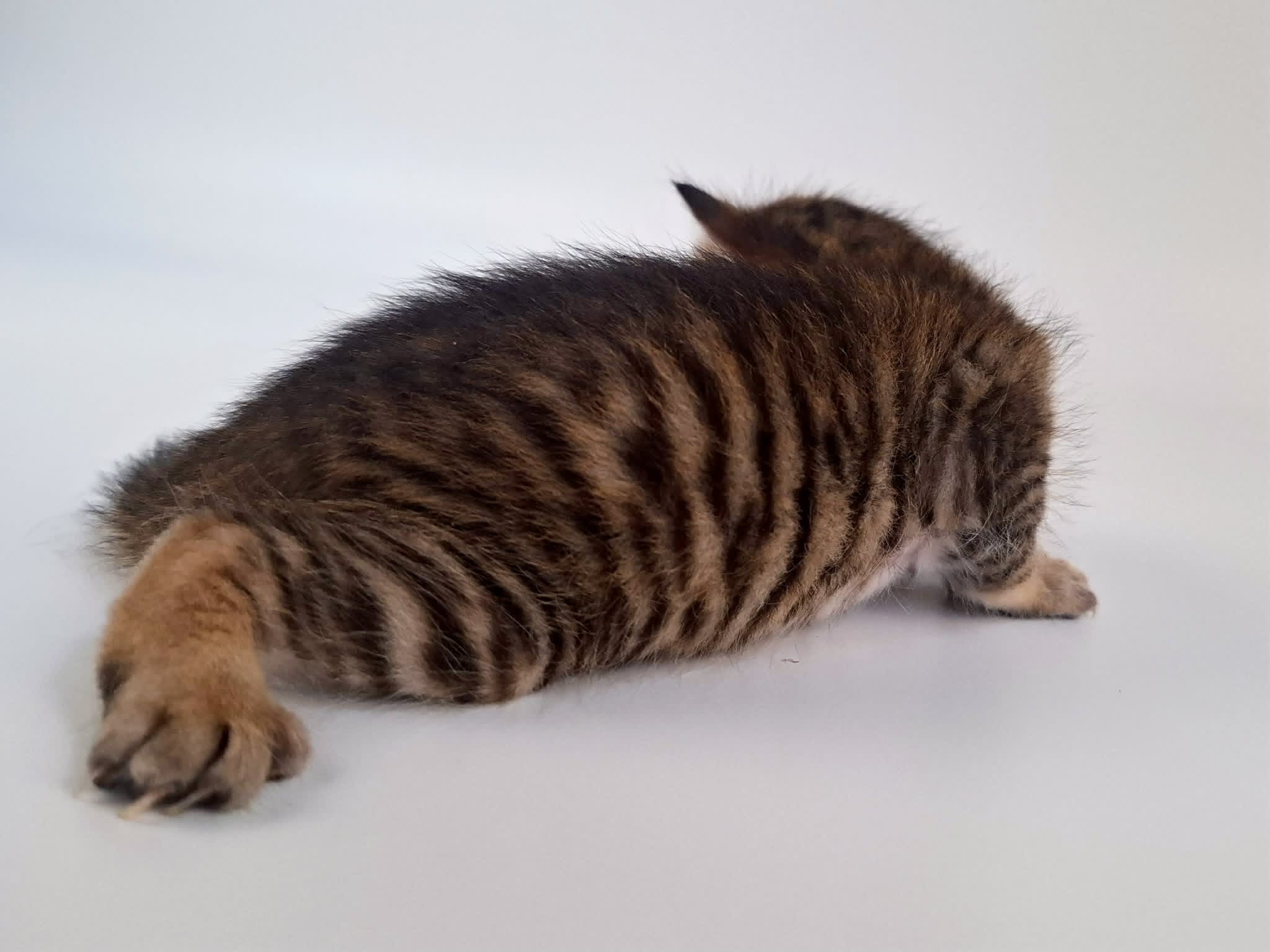 Kitten 1